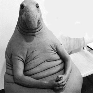 Meet your Posher, Gavin