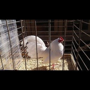 Meet your Posher, Britt