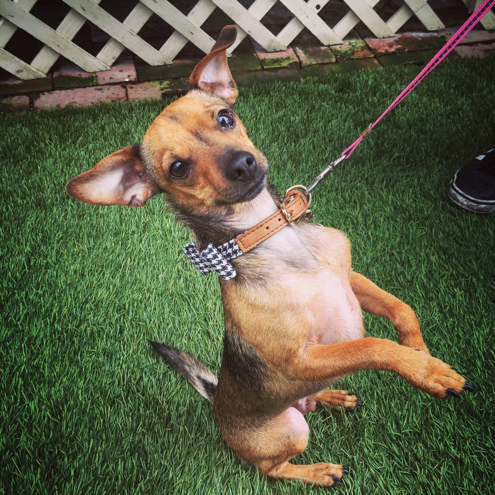 Milo the Dog