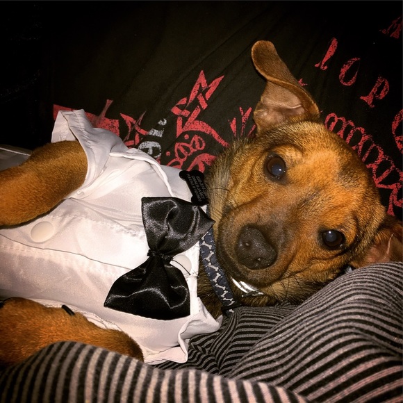 Milo the Dog - Picture 2 of 4