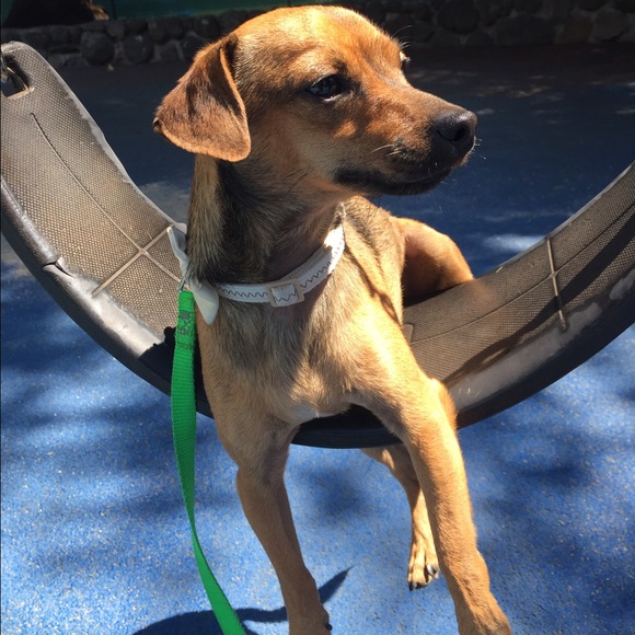 Milo the Dog - Picture 3 of 4