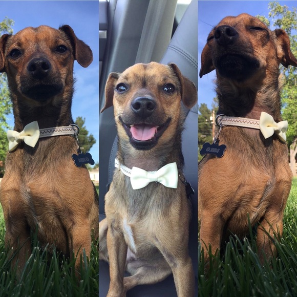 Milo the Dog - Picture 4 of 4