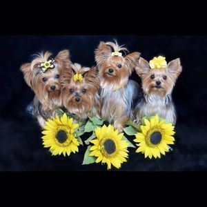 Meet your Posher, Bella's yorkies