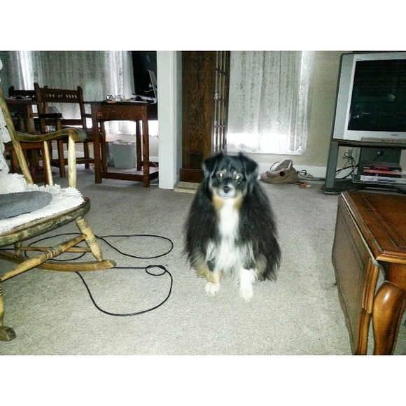 Meet your Posher Ella and the gang - Picture 3 of 4