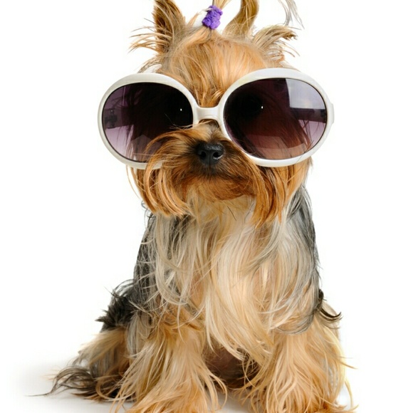 Meet your Posher, Tallauah - Picture 2 of 2