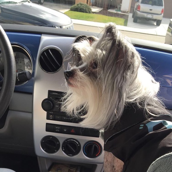 Meet your Posher, Serena - Picture 1 of 1