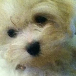 Meet your Posher, Josie