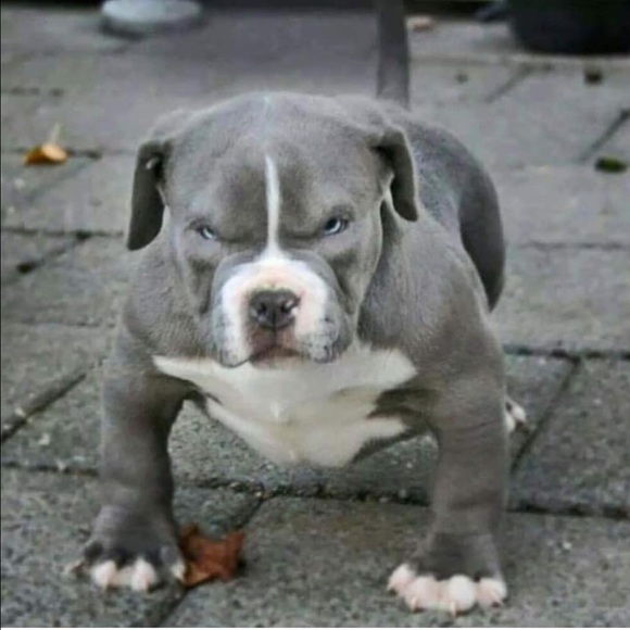 Meet your Posher, Josh - Picture 1 of 1