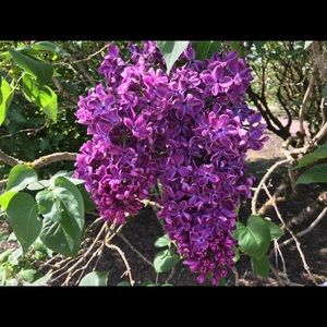 Meet your Posher, Marci