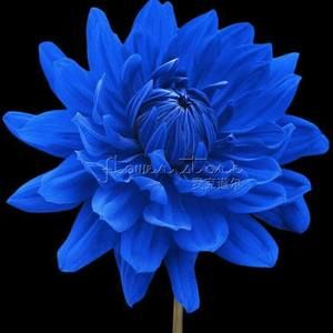 Meet your Posher, Darlene