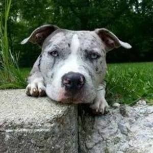 Meet your Posher, Misty