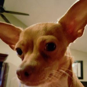 Meet your Posher, Wanda