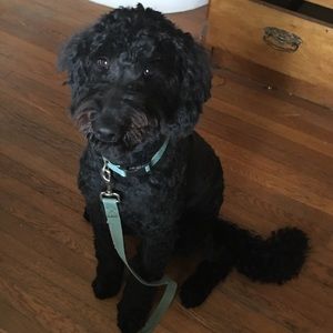 Meet your Posher, Lucy