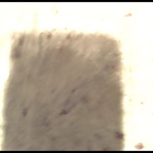 Meet your Posher, Bobby