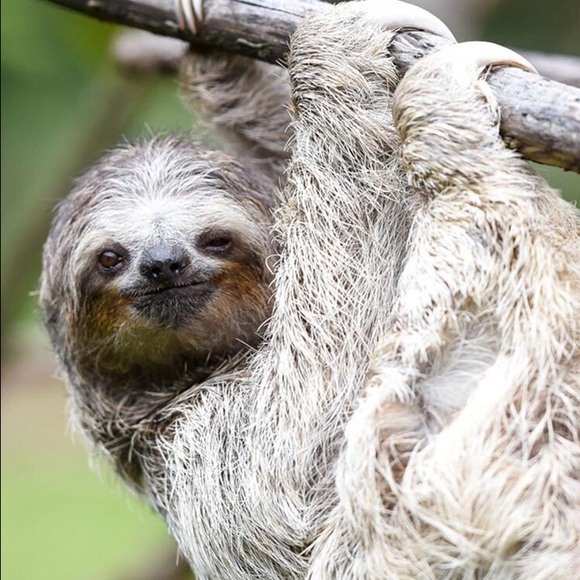 Meet your Posher, Annalise - Picture 1 of 1