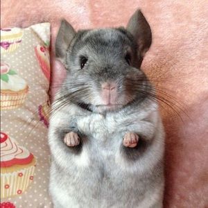 Meet your Posher, Hector