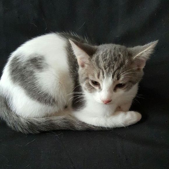 Meet your Posher, Karen - Picture 1 of 1