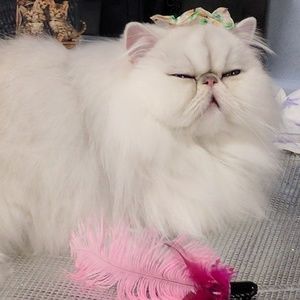 Meet your Posher, Monica