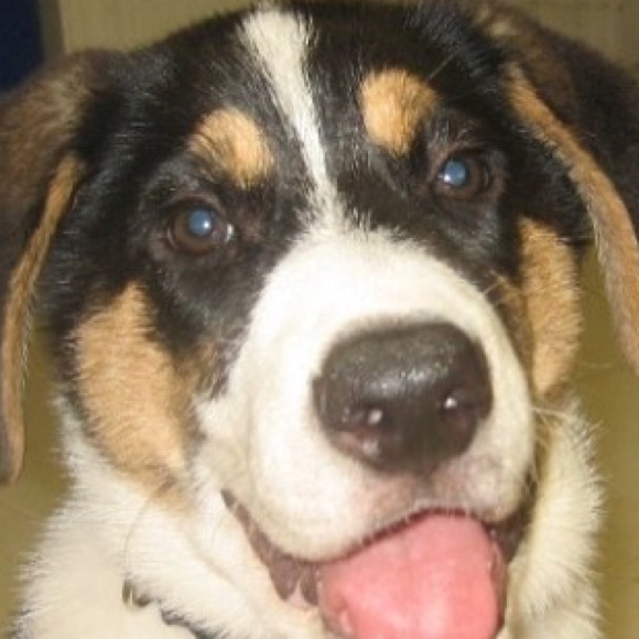 Meet your Posher, Thomas - Picture 1 of 1