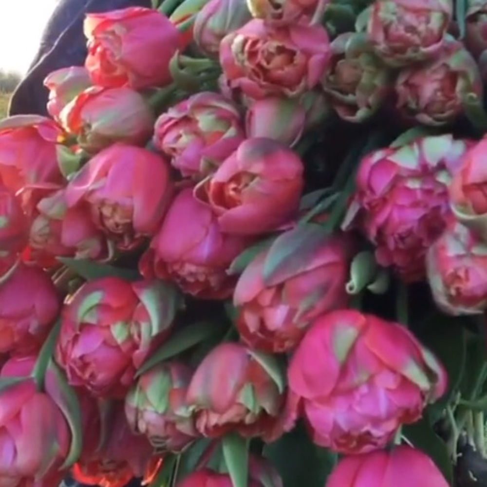 Meet your Posher, Tegan