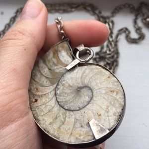 Crystallized Ammonite Fossil