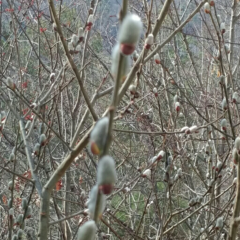 Meet your Posher, Abigail