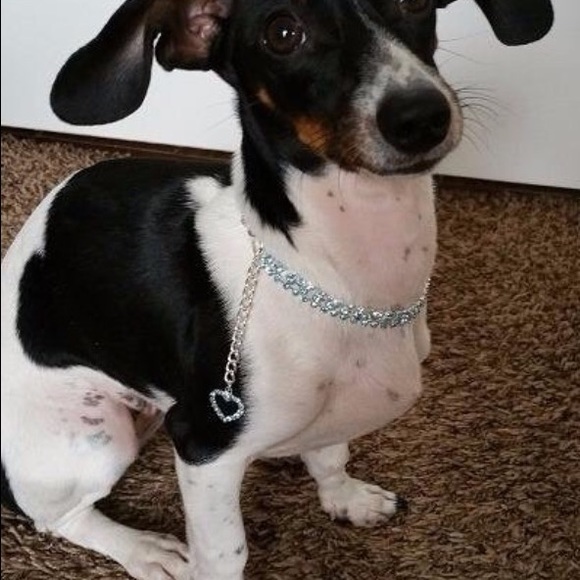 Fancy Pet Collar - Picture 2 of 2