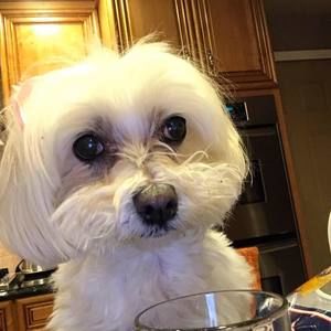 Meet your Posher, Janine