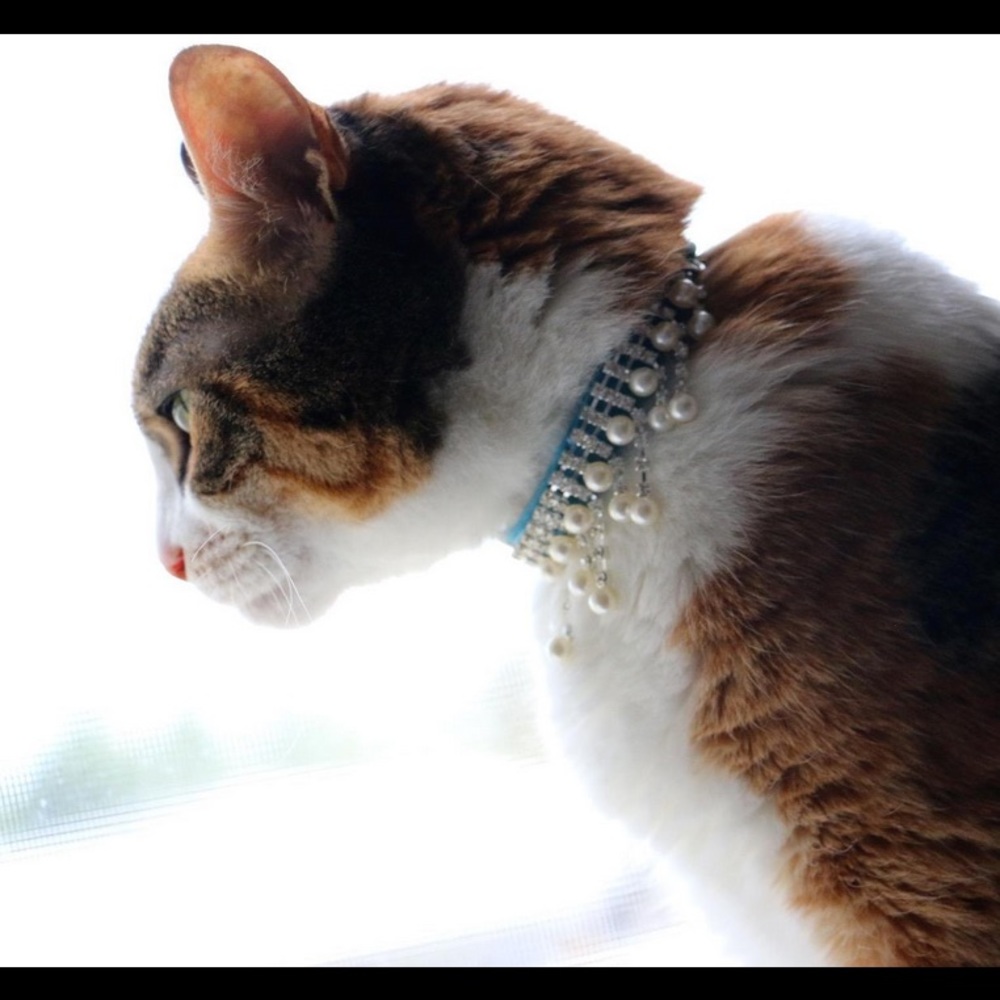 Dangling Pearl Rhinestone Pet Collar