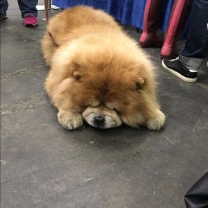 Meet your Posher, Paul