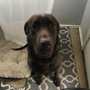 Meet your Posher, Joshua