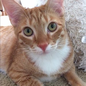 Meet your Posher, Hannah