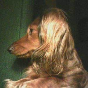 Meet your Posher, Ellen