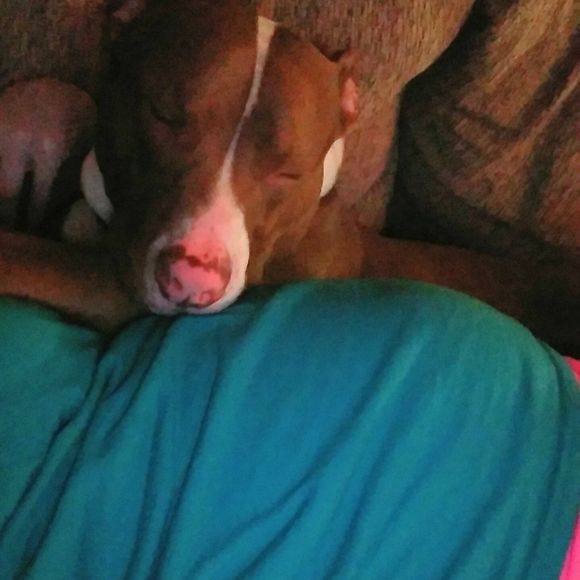 Meet your Posher, Bailey - Picture 1 of 1