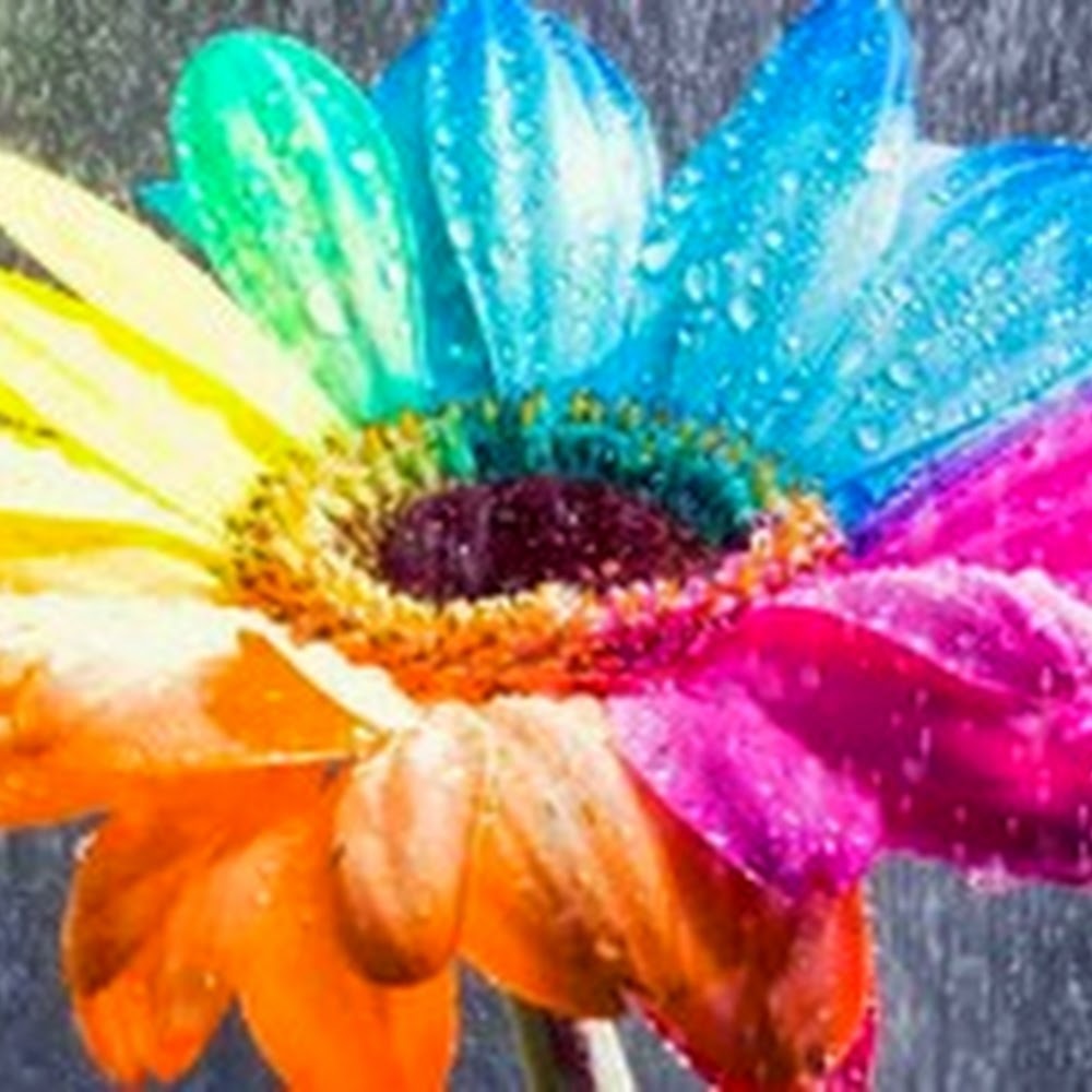 Meet your Posher, Dani