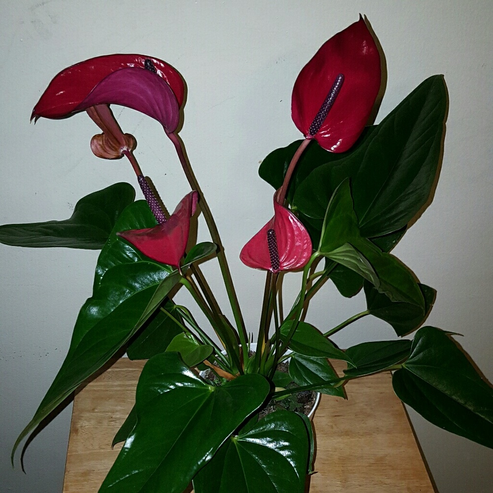 Meet your Posher, Diana