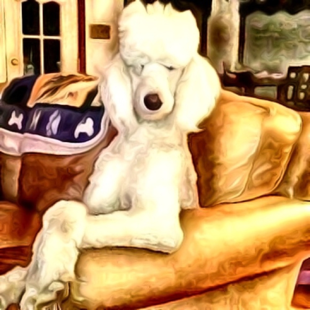 Meet your Posher, Debbie