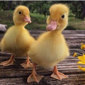 Meet your Posher, Anne