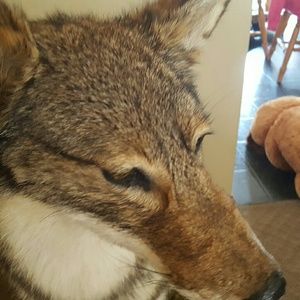 Meet your Posher, Debbie