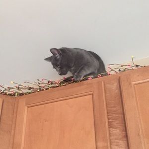 Meet your Posher, Chris