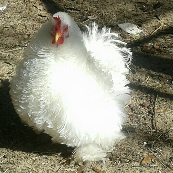 My Fave Rooster - Picture 1 of 1