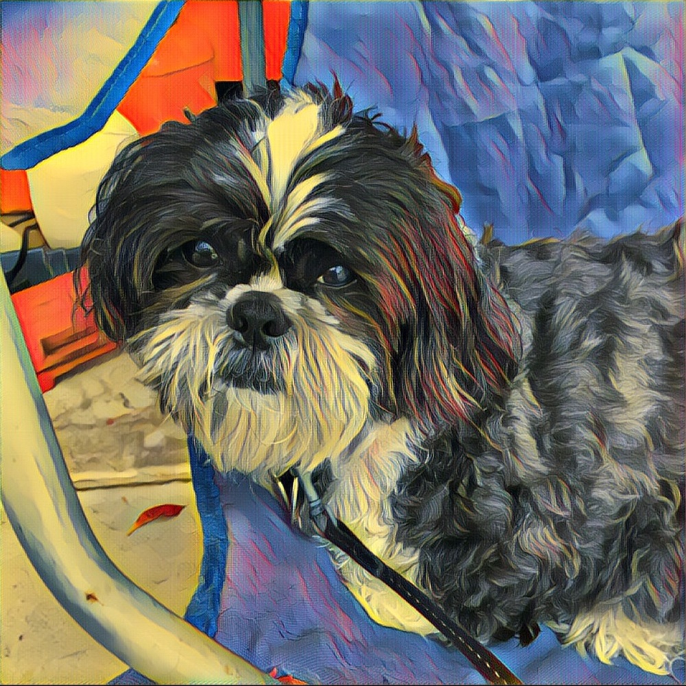 This is Newton he was the best pup on the planet🥲