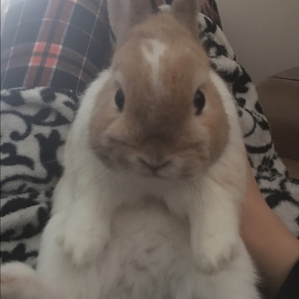 Meet your Posher, Annie