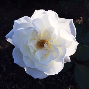 Meet your Posher, Nadine