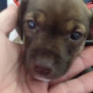 Meet your Posher, Billie