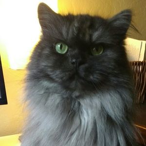 Meet your Posher, April