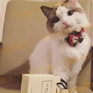 Meet your Posher, Bufan