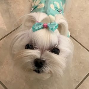 Meet your Posher, Bea