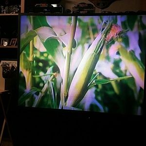 Meet your Posher, Wanda