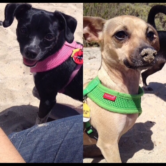 Meet your Posher, Mackenzie - Picture 2 of 7